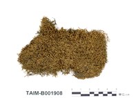 藏品(牛舌苔屬)的圖片